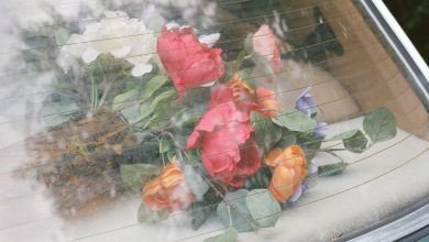 Alexander Wren - Assorted Love Songs (EP) 3 Alexander Wren - Assorted Love Songs (EP)