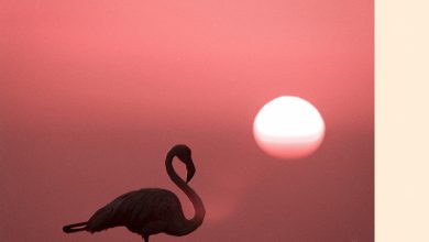 Lonely Benson - Sweet Things 2