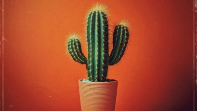 Portrait of Tao - I Was Right 4