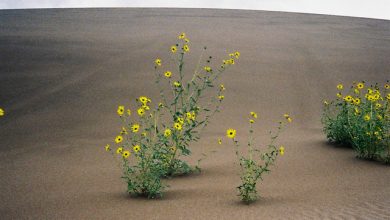 Barbara - y r u here? 1