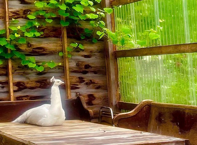 Horse Radish - Full Moon 9