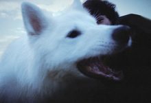 Ulasan lagu Wet Denim - Water For Dogs - ParaPOP
