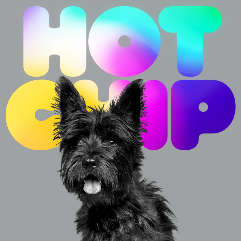 Hot Chip A Long Way From Kansas, Jalan Pulang yang Penuh Distorsi 1 Hot Chip A Long Way From Kansas, sampul album dengan anjing terrier hitam